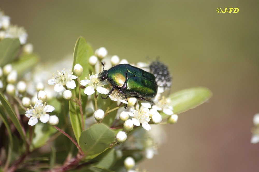 Cetonia ? No, Protaetia (Netocia) cuprea